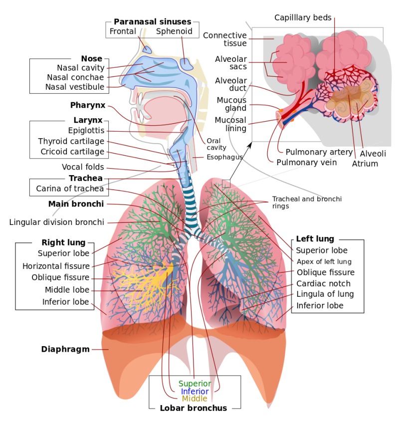 2 Respiratory System.jpg